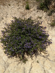 Ceanothus lemmonii