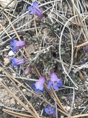 Penstemon caespitosus