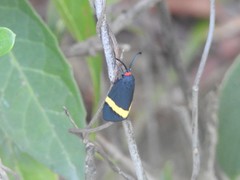 Pidorus