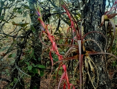 Tillandsia belloensis
