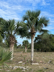Sea Palmetto (Sabal maritima)