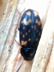Mycetophagus atomarius
