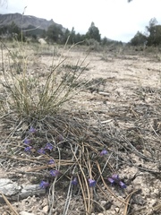 Penstemon caespitosus