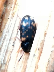 Mycetophagus atomarius