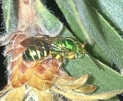 Agapostemon poeyi