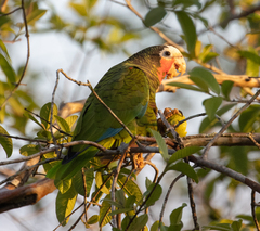 Amazona leucocephala