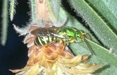 Agapostemon poeyi