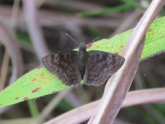 Viola violella