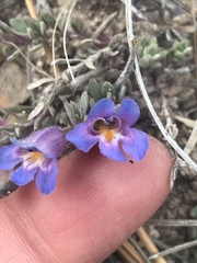 Penstemon caespitosus
