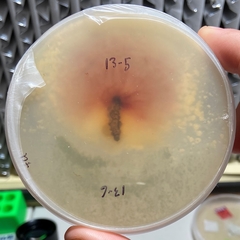 Fusarium