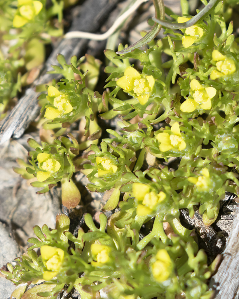 Curveseed Butterwort from Rio Blanco County, CO, USA on April 02, 2022