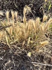 Hordeum marinum