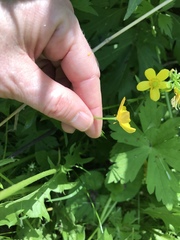 Ranunculus fascicularis