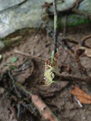 Misumenops callinurus