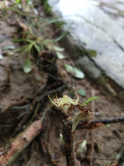 Misumenops callinurus