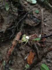 Misumenops callinurus