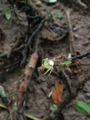 Misumenops callinurus