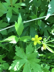Ranunculus fascicularis