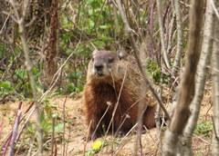 Marmota monax
