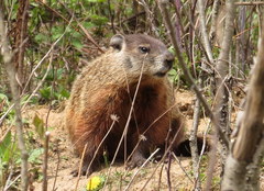 Marmota monax