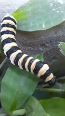 Methona confusa psamathe