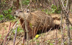 Marmota monax