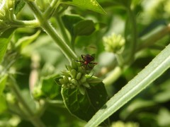 Horciasinus argentinus