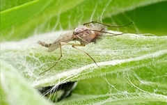 Nematocera