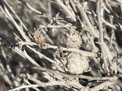 Procecidochares kristineae