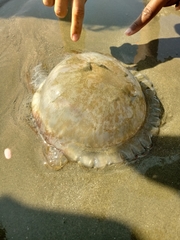 Cnidaria