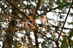 Acer negundo mexicanum