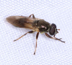 Myolepta