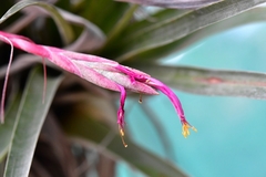 Tillandsia butzii