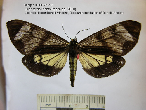Dysschema talboti