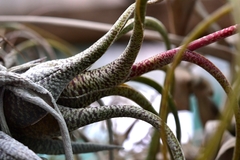 Tillandsia butzii