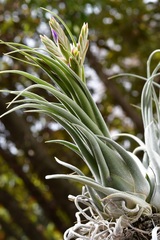 Tillandsia seleriana