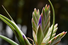 Tillandsia seleriana