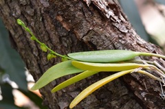 Pleurothallis quadrifida