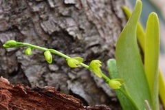 Pleurothallis quadrifida