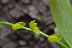 Pleurothallis quadrifida