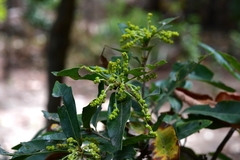 Quercus sebifera