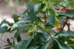 Quercus sebifera