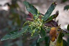 Quercus sebifera