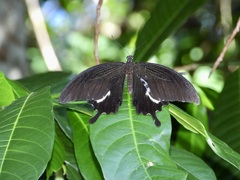 Papilio iswara