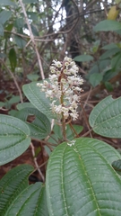 Miconia celaquensis
