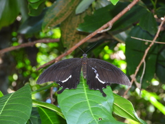 Papilio iswara