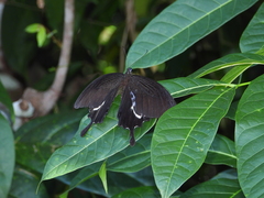 Papilio iswara