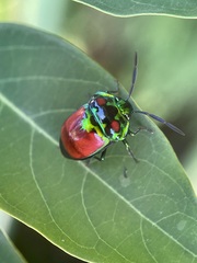 Chrysocoris eques