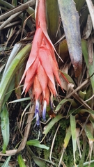Tillandsia mateoensis