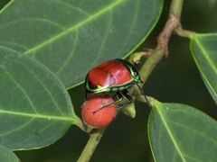 Chrysocoris eques